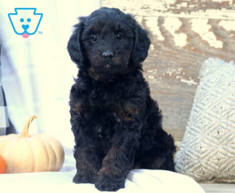 Tesla Mini Bernedoodle