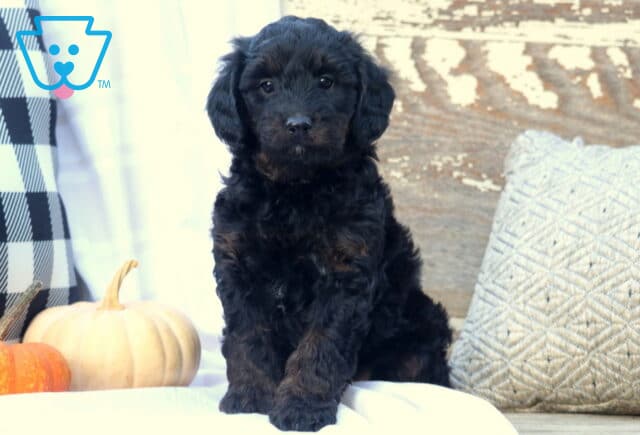 Tesla Mini Bernedoodle image