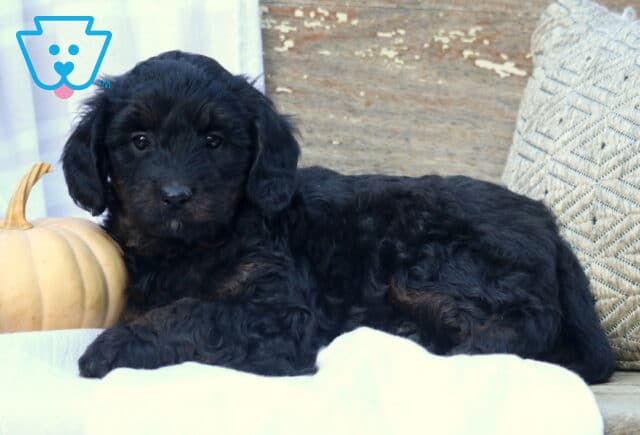 Tesla Mini Bernedoodle2 image
