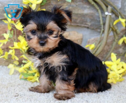 Theo Yorkie