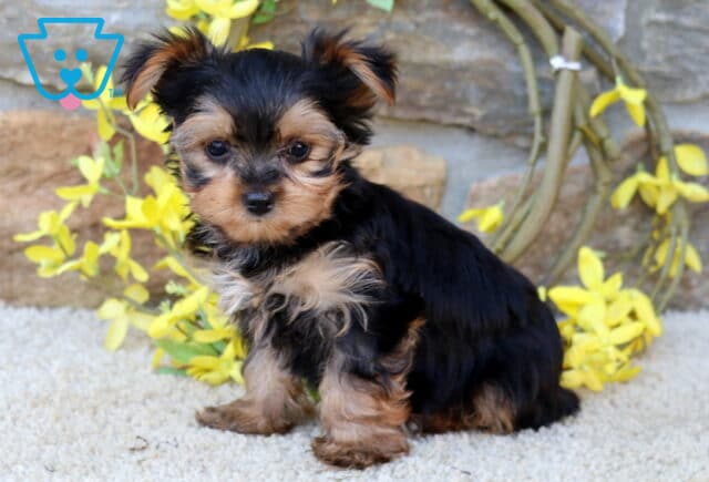 Theo Yorkie image