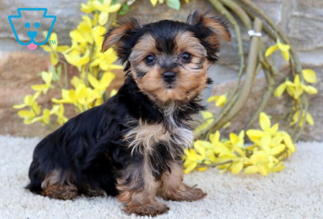 Theo Yorkie2 image