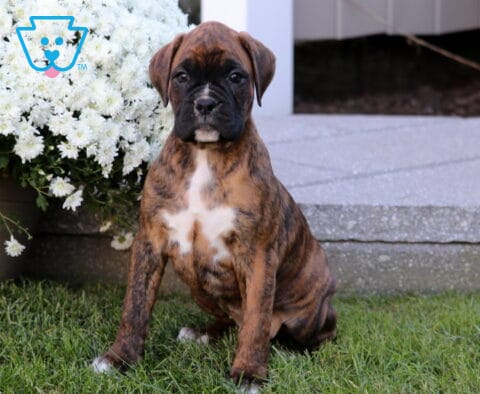 Tia Boxer