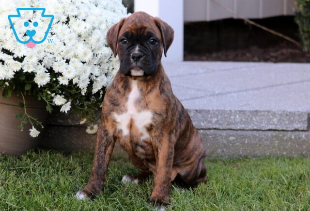 Tia Boxer image