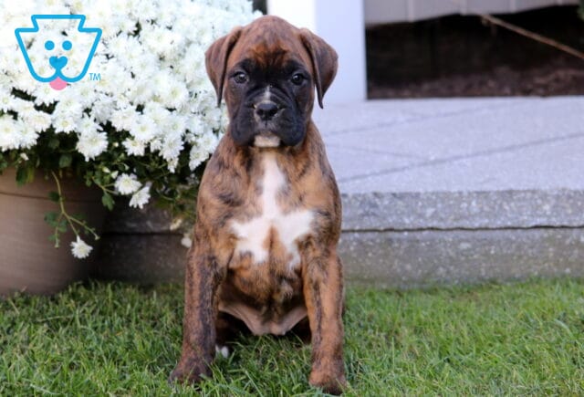 Tia Boxer2 image