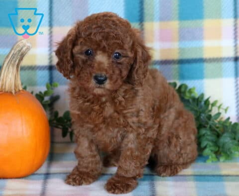 Tia, a reddish brown Mini Poodle puppy with a thick, curly coat and dark round eyes sitting beside a bright orange pumpkin on a colorful plaid blanket in Drumore, PA.