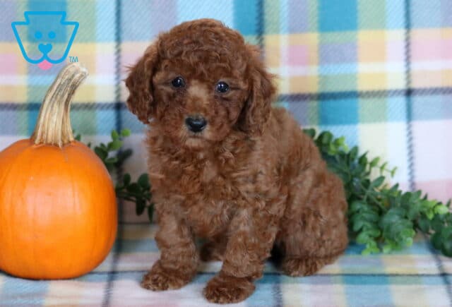 Tia, a reddish brown Mini Poodle puppy with a thick, curly coat and dark round eyes sitting beside a bright orange pumpkin on a colorful plaid blanket in Drumore, PA. image