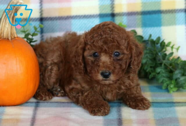 Tia, a reddish brown Mini Poodle puppy with tight curls and bright, curious eyes lying with her front paws stretched forward beside an orange pumpkin in Drumore, PA. image