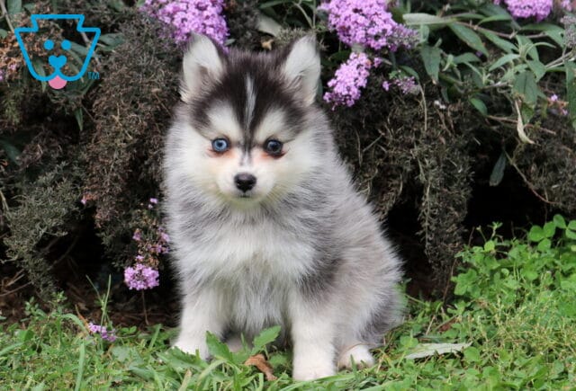 Tia Pomsky image