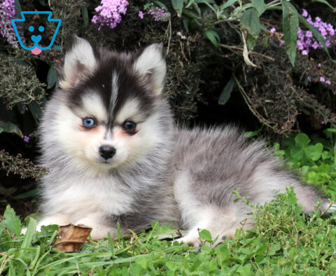 Tia Pomsky2