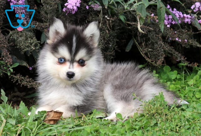 Tia Pomsky2 image
