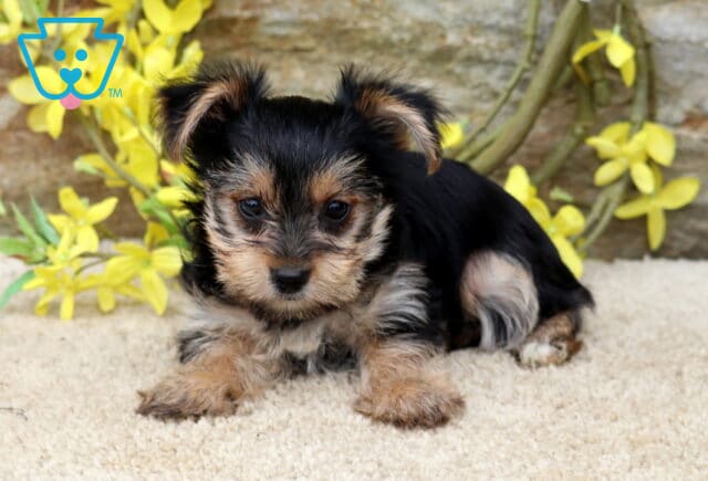 Tia Yorkie image
