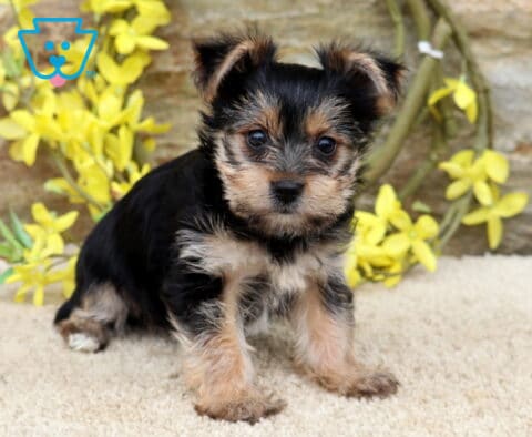 Tia Yorkie2