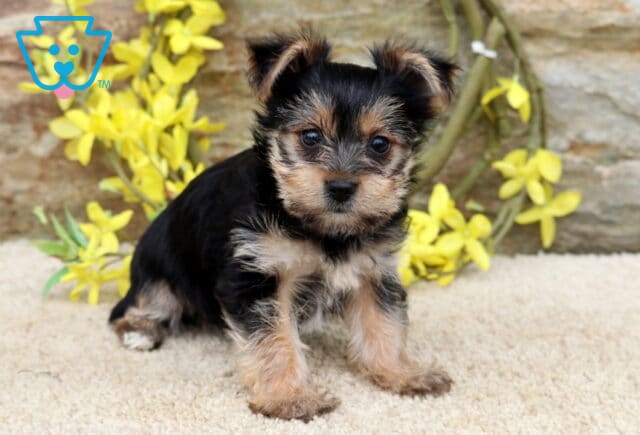 Tia Yorkie2 image