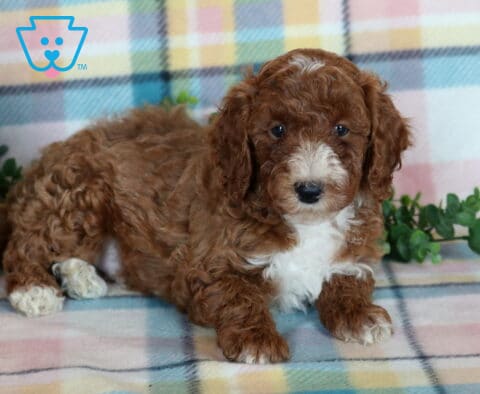 Tike, a reddish brown Mini Poodle puppy with a curly coat, white muzzle, fluffy white chest, and white-tipped paws lying on a pastel plaid blanket beside a pumpkin in Drumore, PA.