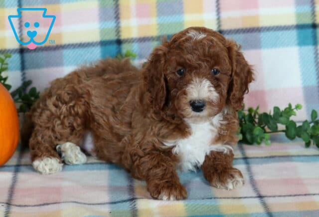 Tike, a reddish brown Mini Poodle puppy with a curly coat, white muzzle, fluffy white chest, and white-tipped paws lying on a pastel plaid blanket beside a pumpkin in Drumore, PA. image