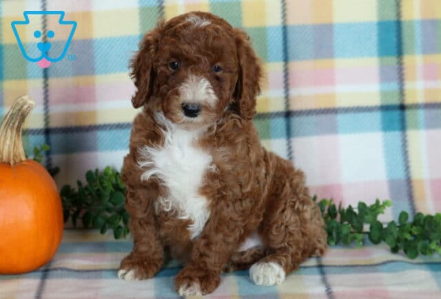 Tike, a reddish brown Mini Poodle puppy with floppy curly ears, a bright white chest, and white-tipped paws sitting upright beside an orange pumpkin on a pastel plaid blanket in Drumore, PA. image