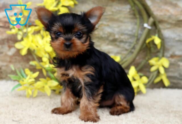 Timmy Yorkie image