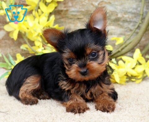 Timmy Yorkie2