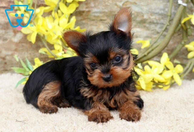Timmy Yorkie2 image