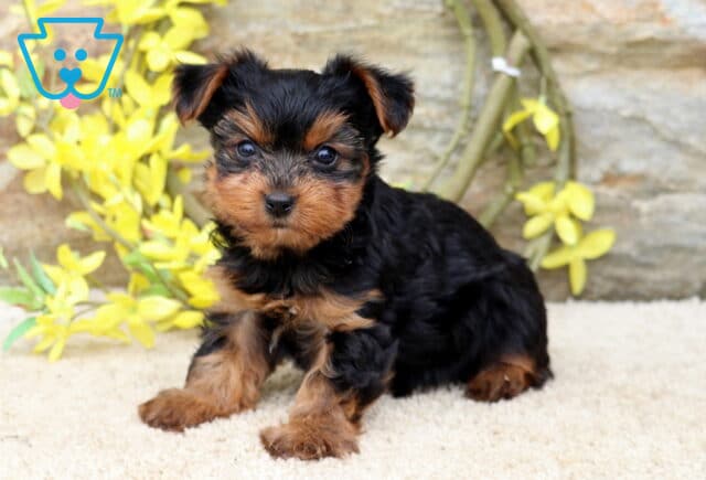 Tiny Yorkie image