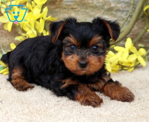 Tiny Yorkie2