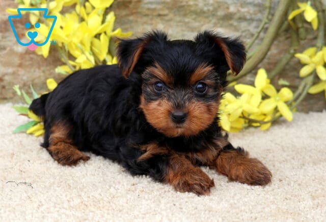 Tiny Yorkie2 image