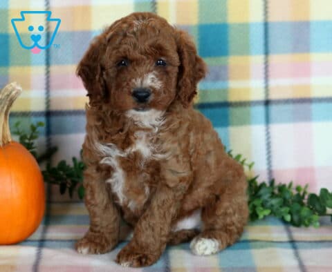 Toby, a reddish brown Mini Poodle puppy with a curly coat, white chest markings, and a tiny white paw sitting upright beside an orange pumpkin on a colorful plaid blanket in Drumore, PA.
