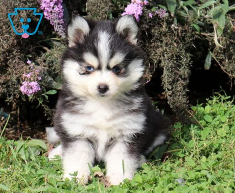 Toby Pomsky