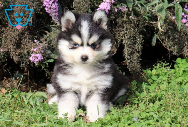Toby Pomsky image
