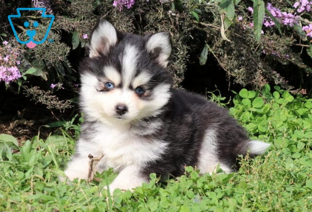 Toby Pomsky2 image