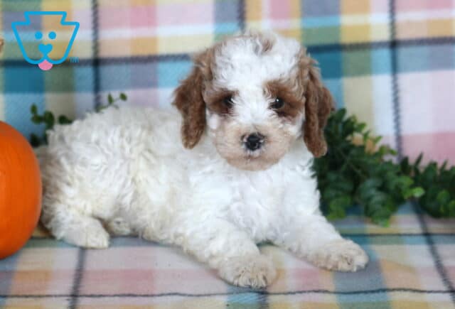 Tootsie, a fluffy white and brown Mini Poodle puppy resting on a pastel plaid blanket beside an orange pumpkin in Drumore, PA. image