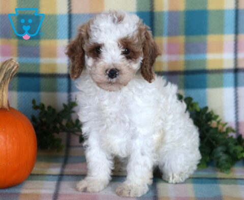 Tootsie, an adorable white and brown Mini Poodle puppy with soft curly fur and floppy ears sitting beside an orange pumpkin against a colorful plaid backdrop in Drumore, PA.