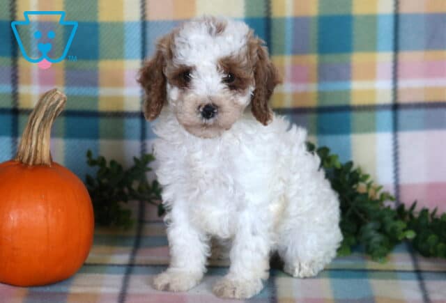 Tootsie, an adorable white and brown Mini Poodle puppy with soft curly fur and floppy ears sitting beside an orange pumpkin against a colorful plaid backdrop in Drumore, PA. image