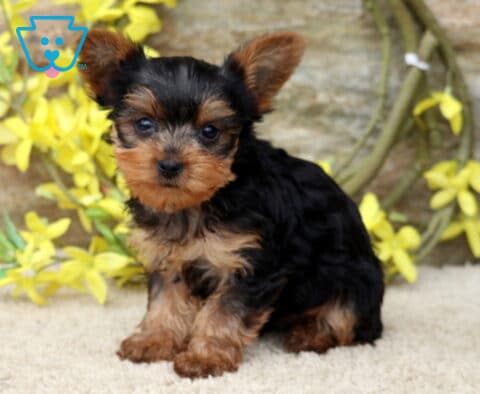 Tootsie Yorkie
