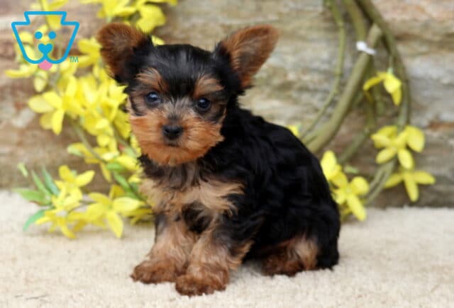 Tootsie Yorkie image