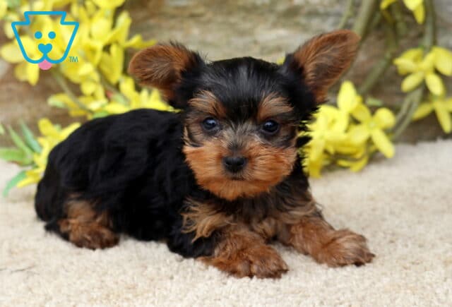 Tootsie Yorkie2 image
