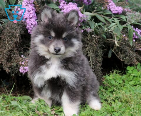 Tori Pomsky