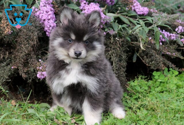 Tori Pomsky image