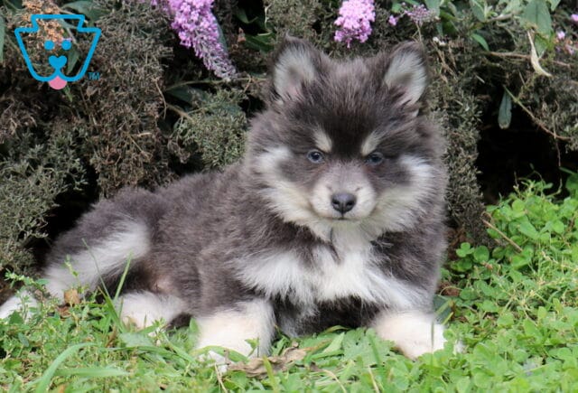 Tori Pomsky2 image