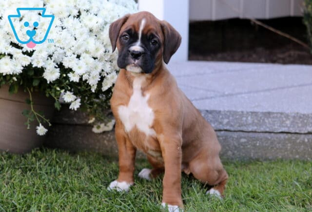 Twila Boxer image