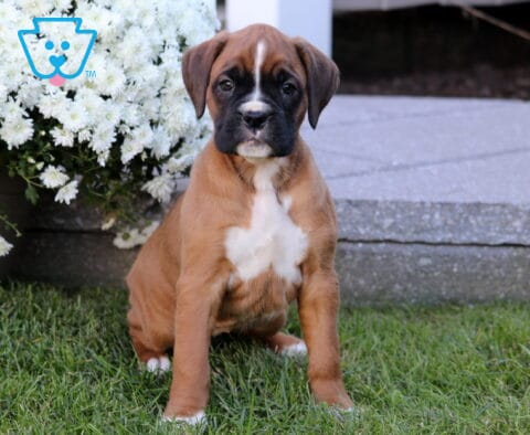 Twila Boxer2