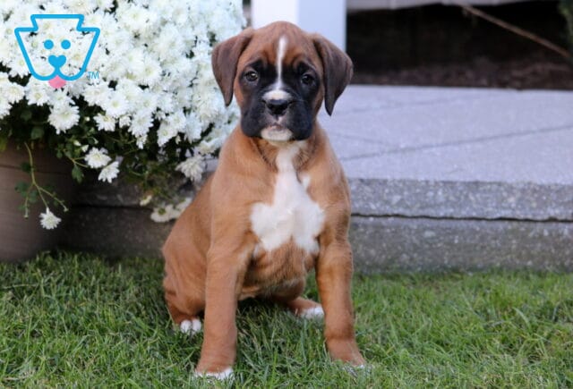 Twila Boxer2 image