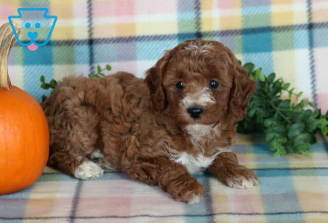 Twila, a chocolate brown Mini Poodle puppy with soft curls, white markings on her muzzle and chest, and tiny white paws lying beside a pumpkin in Drumore, PA. image