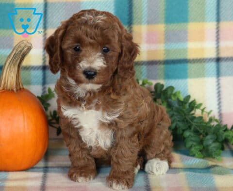Twila, a curly chocolate brown Mini Poodle puppy with a fluffy white chest and white-tipped paws sitting beside an orange pumpkin on a pastel plaid blanket in Drumore, PA.