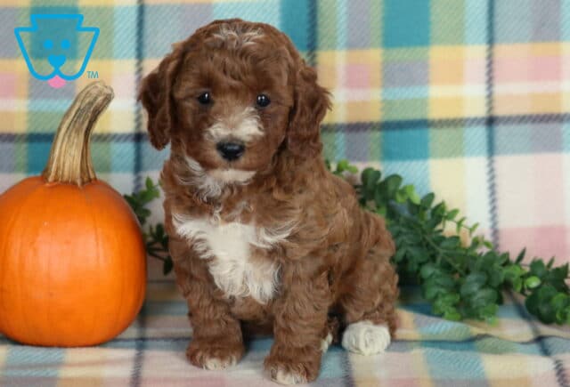 Twila, a curly chocolate brown Mini Poodle puppy with a fluffy white chest and white-tipped paws sitting beside an orange pumpkin on a pastel plaid blanket in Drumore, PA. image