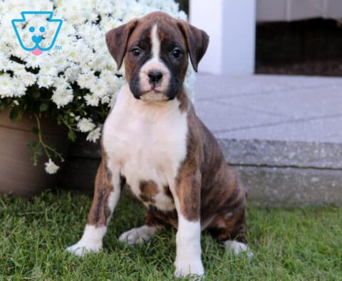 Twinkle Boxer