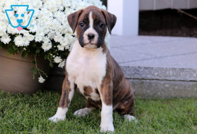 Twinkle Boxer image