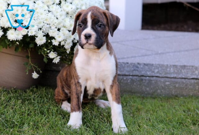 Twinkle Boxer2 image