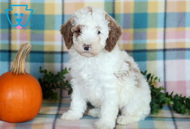 Tyler, a fluffy white Mini Poodle puppy with light brown patches, curly ears, and a sweet expression sitting beside an orange pumpkin on a pastel plaid blanket in Drumore, PA. image